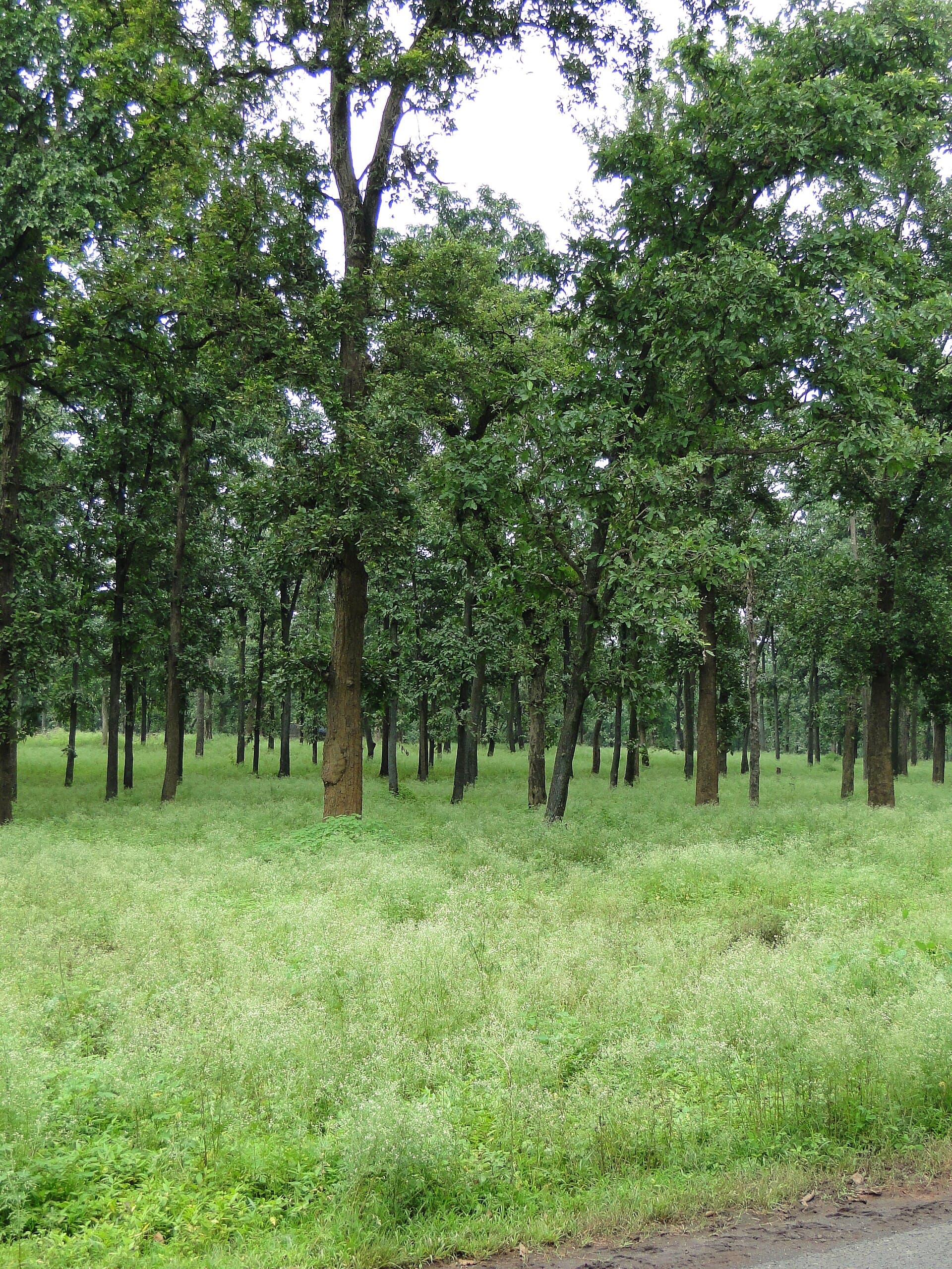 Central India Wildlife Journey