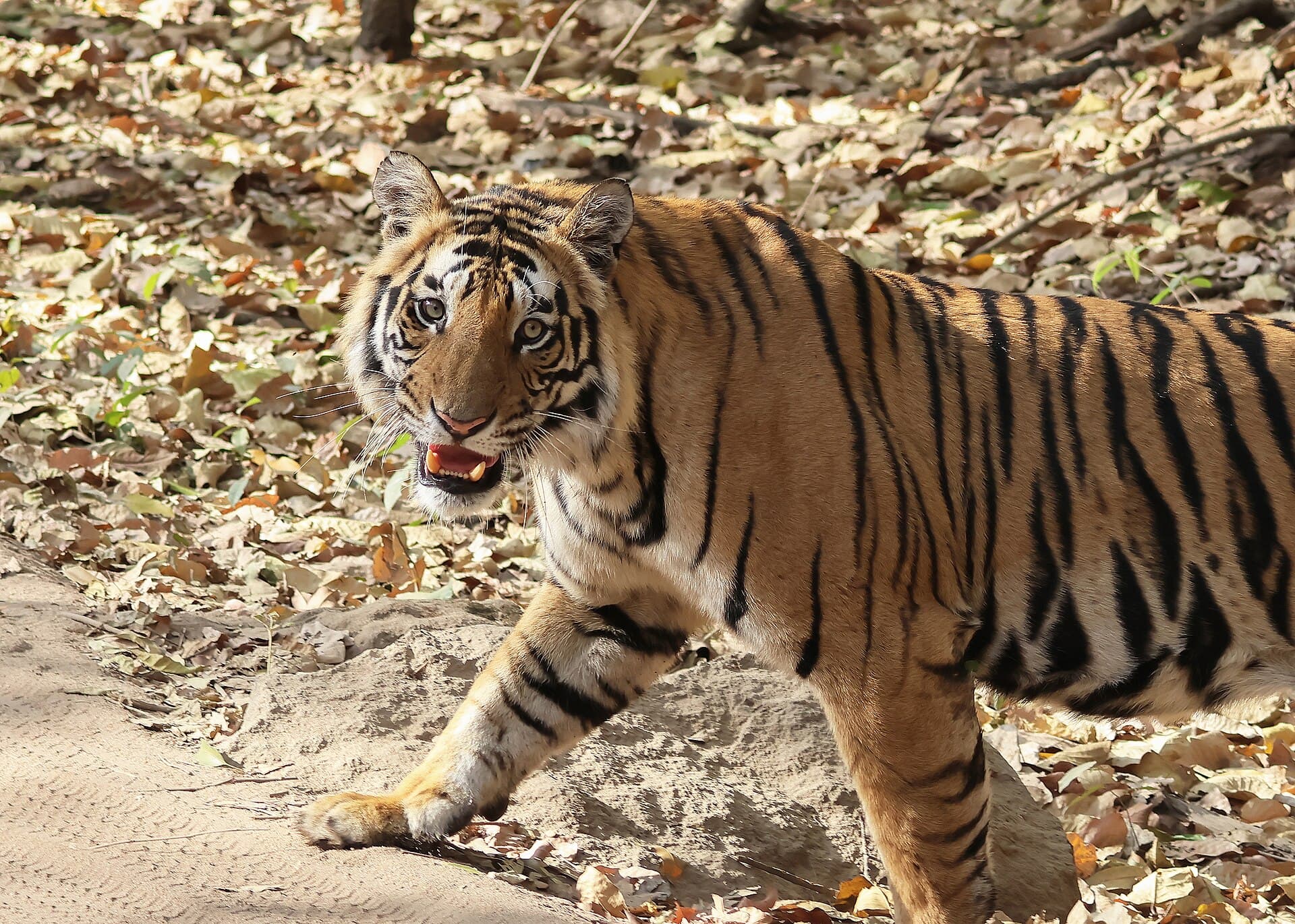 Madhya Pradesh Wildlife Circuit