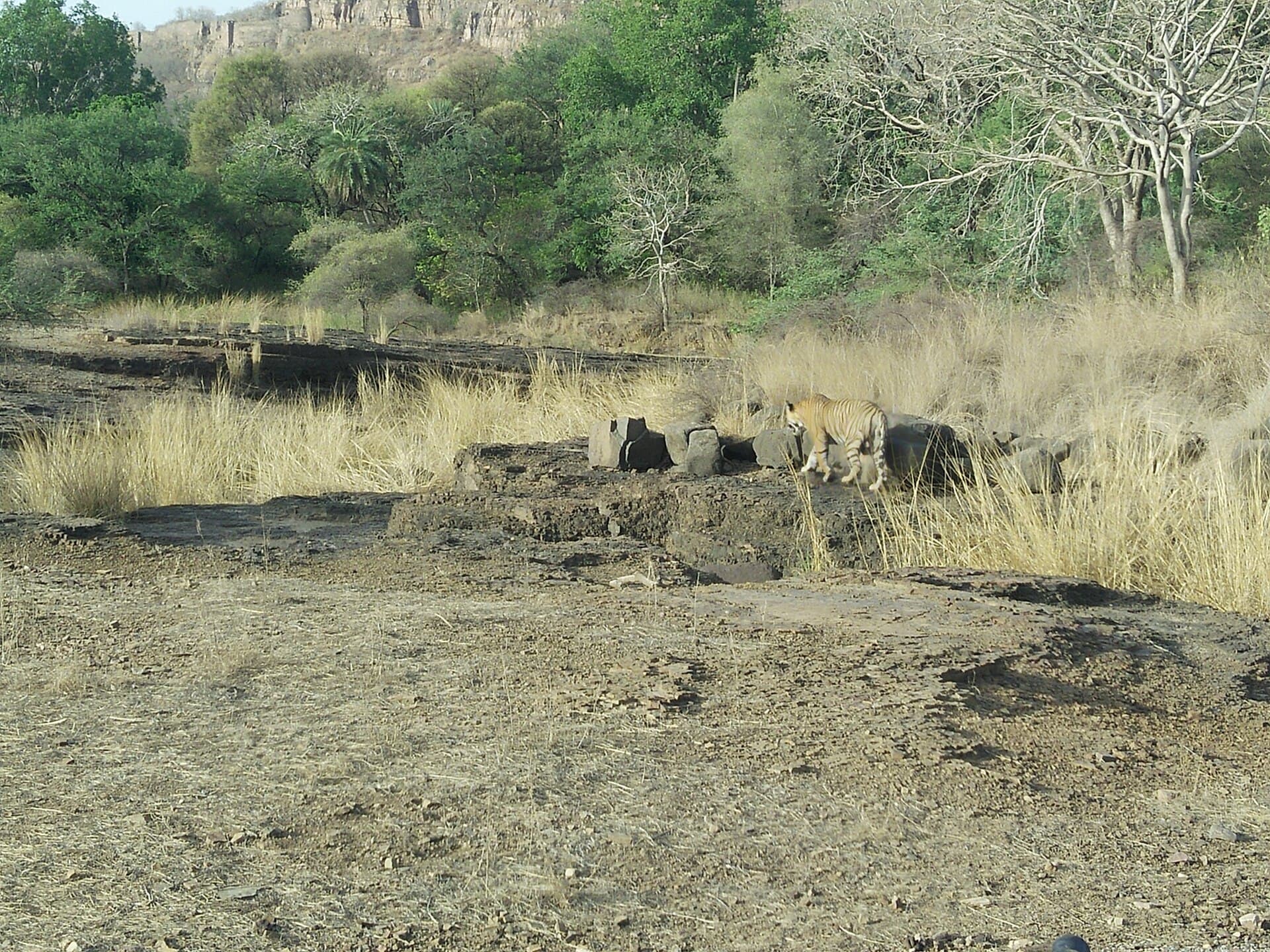 Rajasthan Wildlife & Heritage