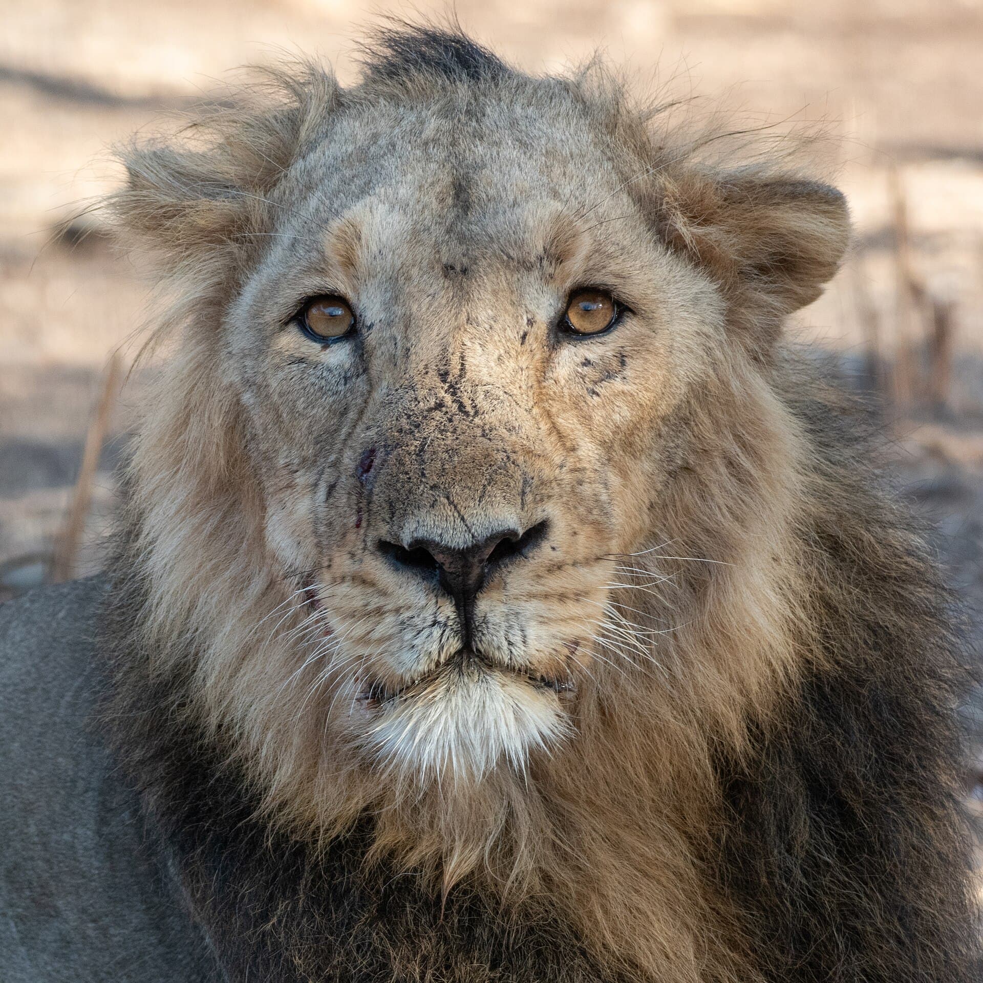 Gir National Park