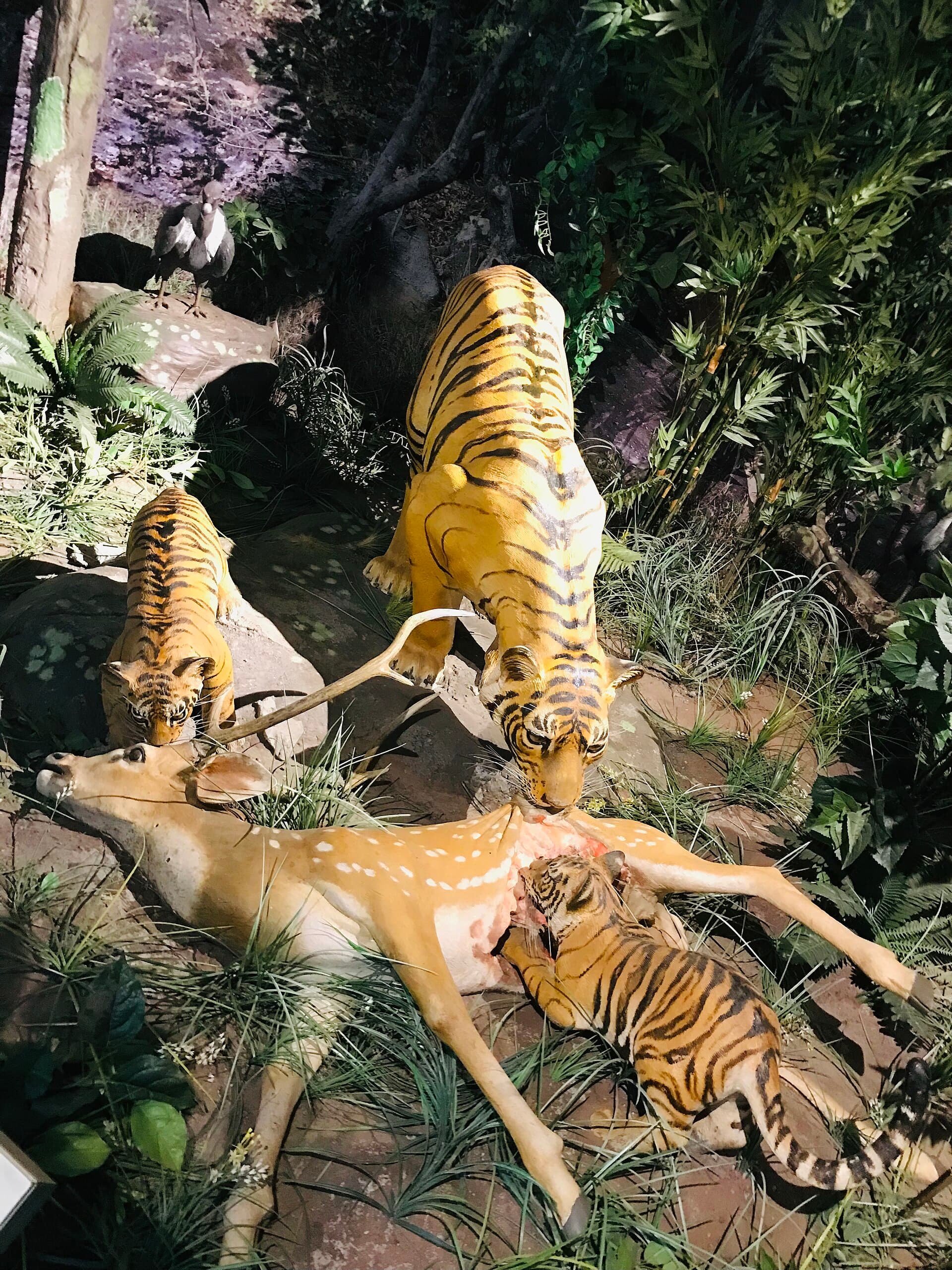 Pachmarhi